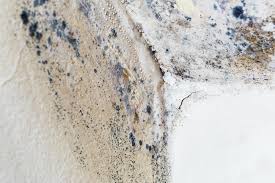 Best Mold Damage Restoration  in De Kal, TX